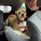 Image for article titled What Car Mods Have You Made For Your Pets?
